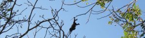Proyecto Primates Panama